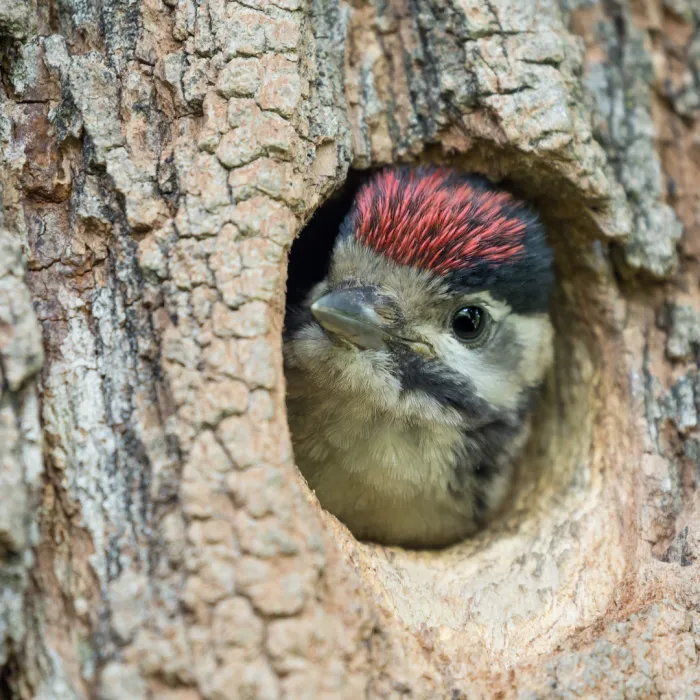 Grünspecht in Baumhöhle